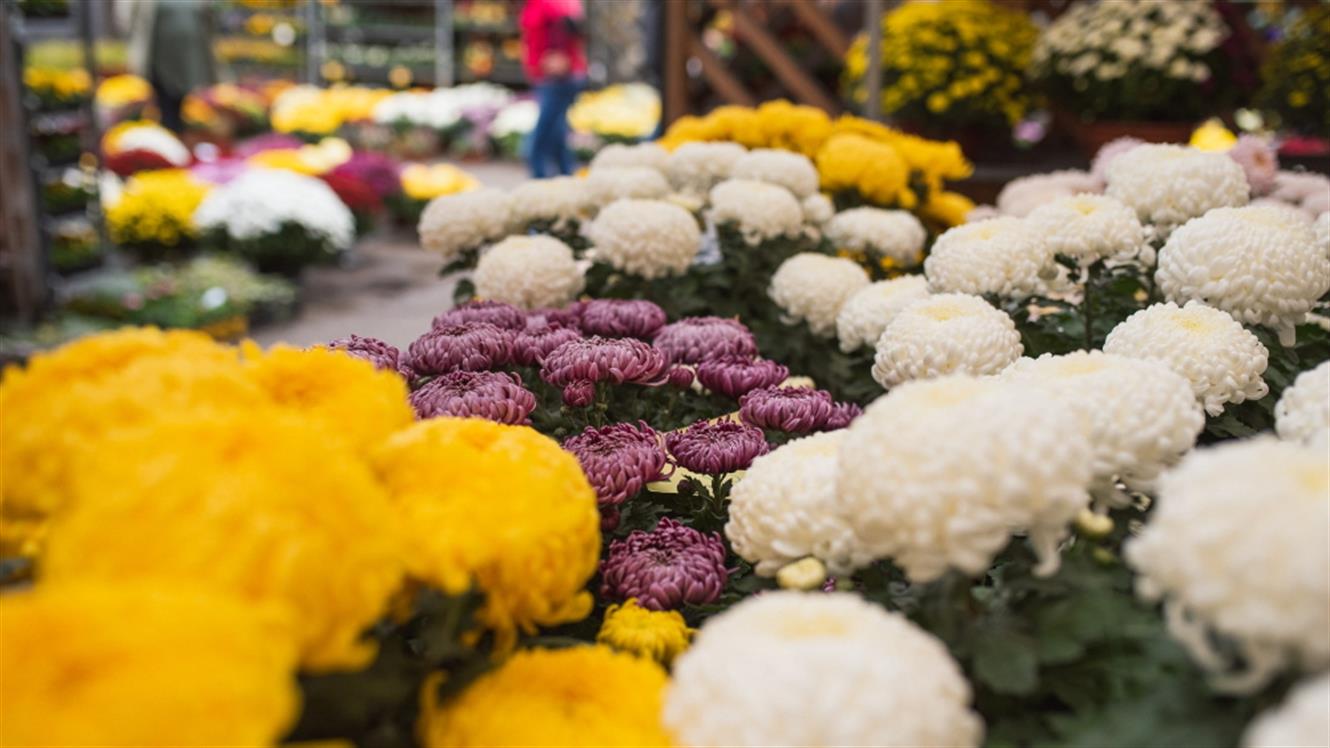 1. november: Na Cvetlični trg po ikebane in krizanteme