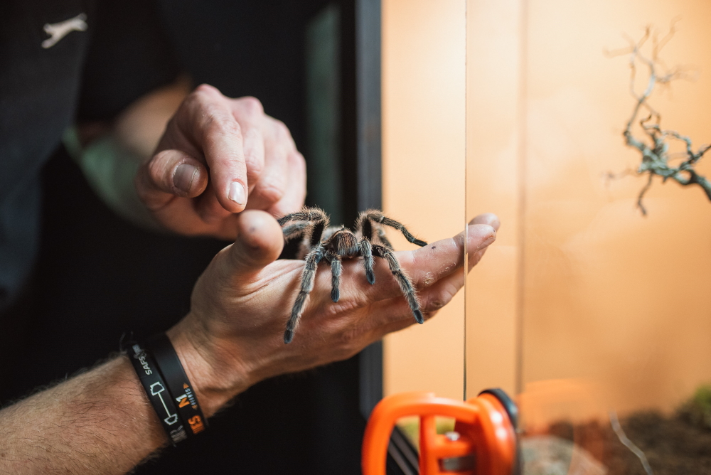 razstava-pajkov-in-škorpijonov-odprtje-1000