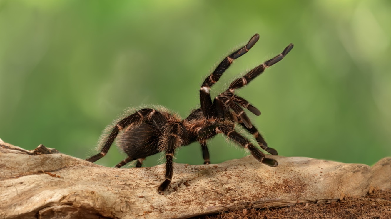Ne spreglej: Razstava pajkov, škorpijonov in stonog v Dvorani A