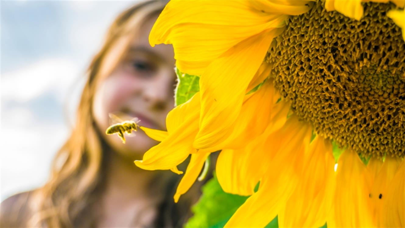 Ob svetovnem dnevu čebel: Pomagajmo čebelici in ocvetličimo mesto