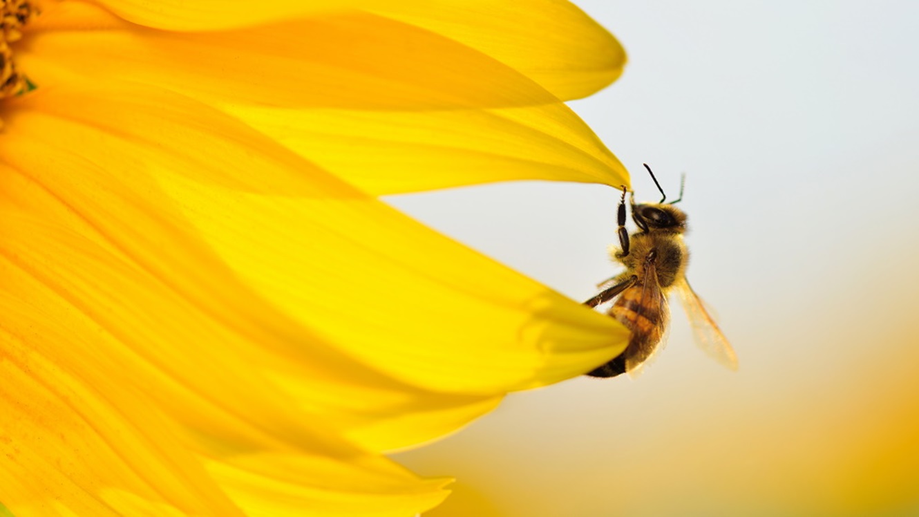 6 nasvetov za ureditev okolice, prijazne do čebel