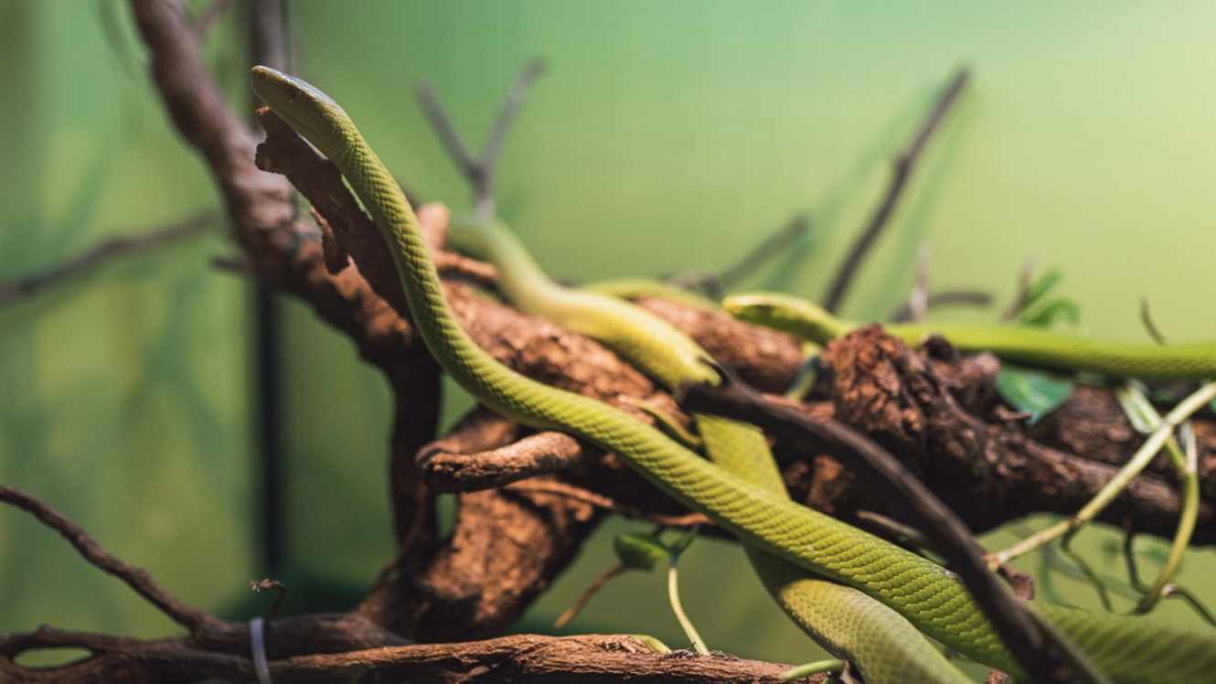 Razstava kač: Zelena mamba – ena najbolj strupenih kač, ki človeka tudi zasleduje!