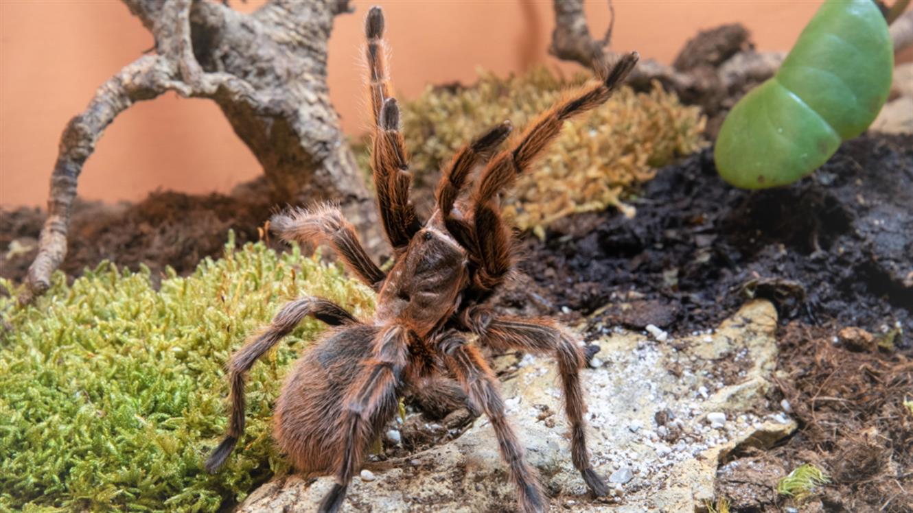 Razstava pajkov in škorpijonov: Spoznajte čudovitega čilskega ptičjega pajka