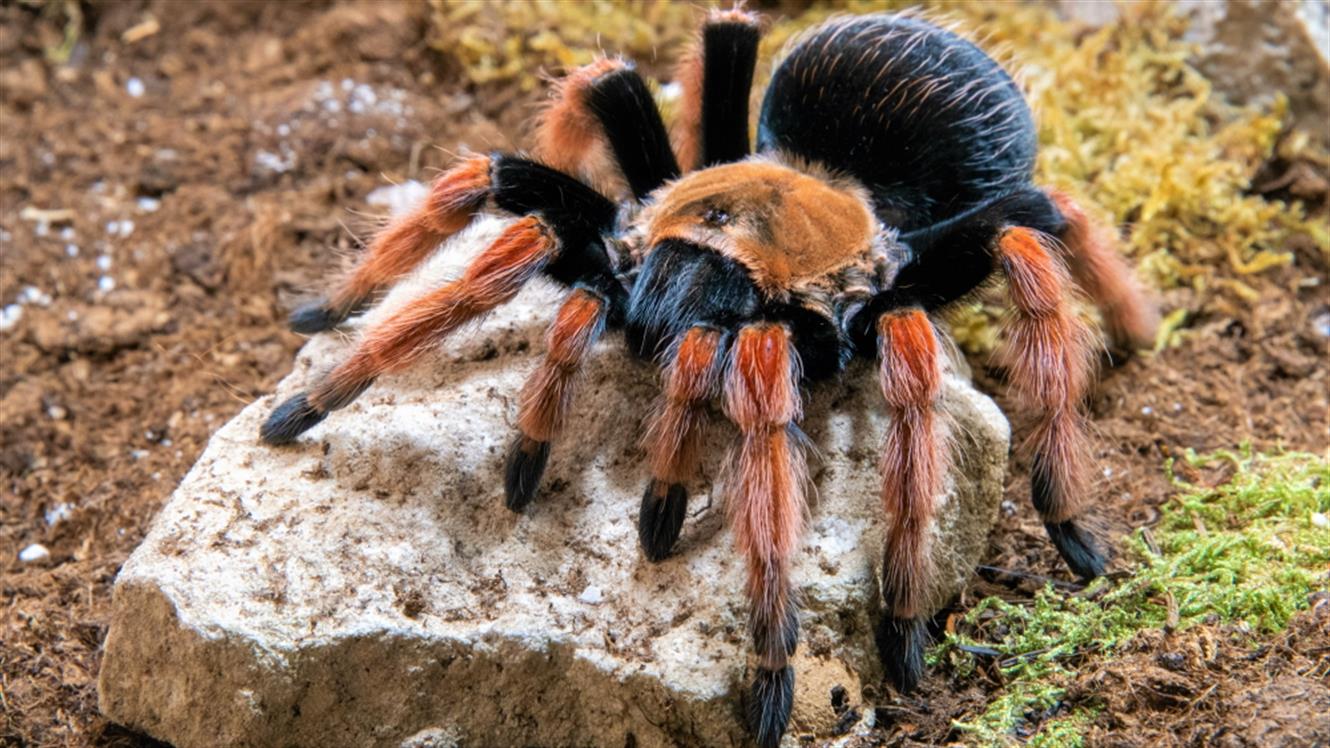 Razstava pajkov in škorpijonov: Zaščiteni mehiški ptičji pajek