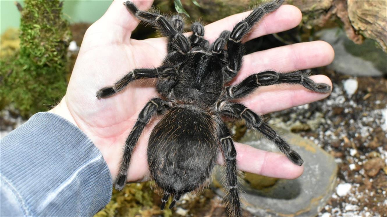 Razstava pajkov in škorpijonov: Spoznajte enega največjih pajkov na svetu