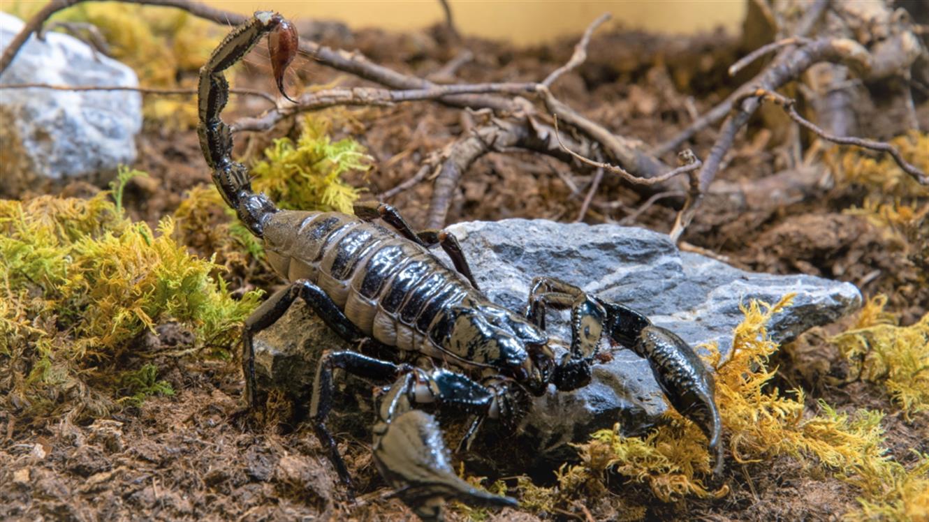Razstava pajkov in škorpijonov: Orjaški gozdni škorpijon