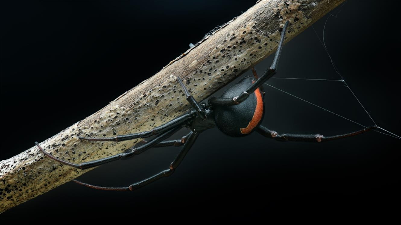 Razstava pajkov in škorpijonov: Spoznajte avstralsko črno vdovo