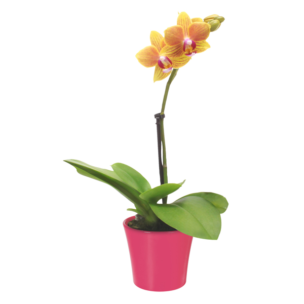 merkur-orhideja