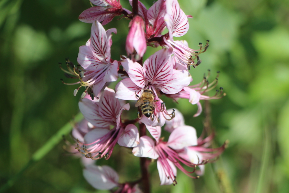 Sezonska izbira avtohtonih medovitih rastlin - jesenček