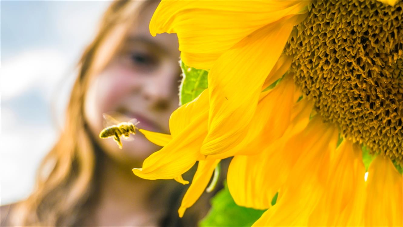 Svetovni dan čebel: 10 zanimivih dejstev o čebelah