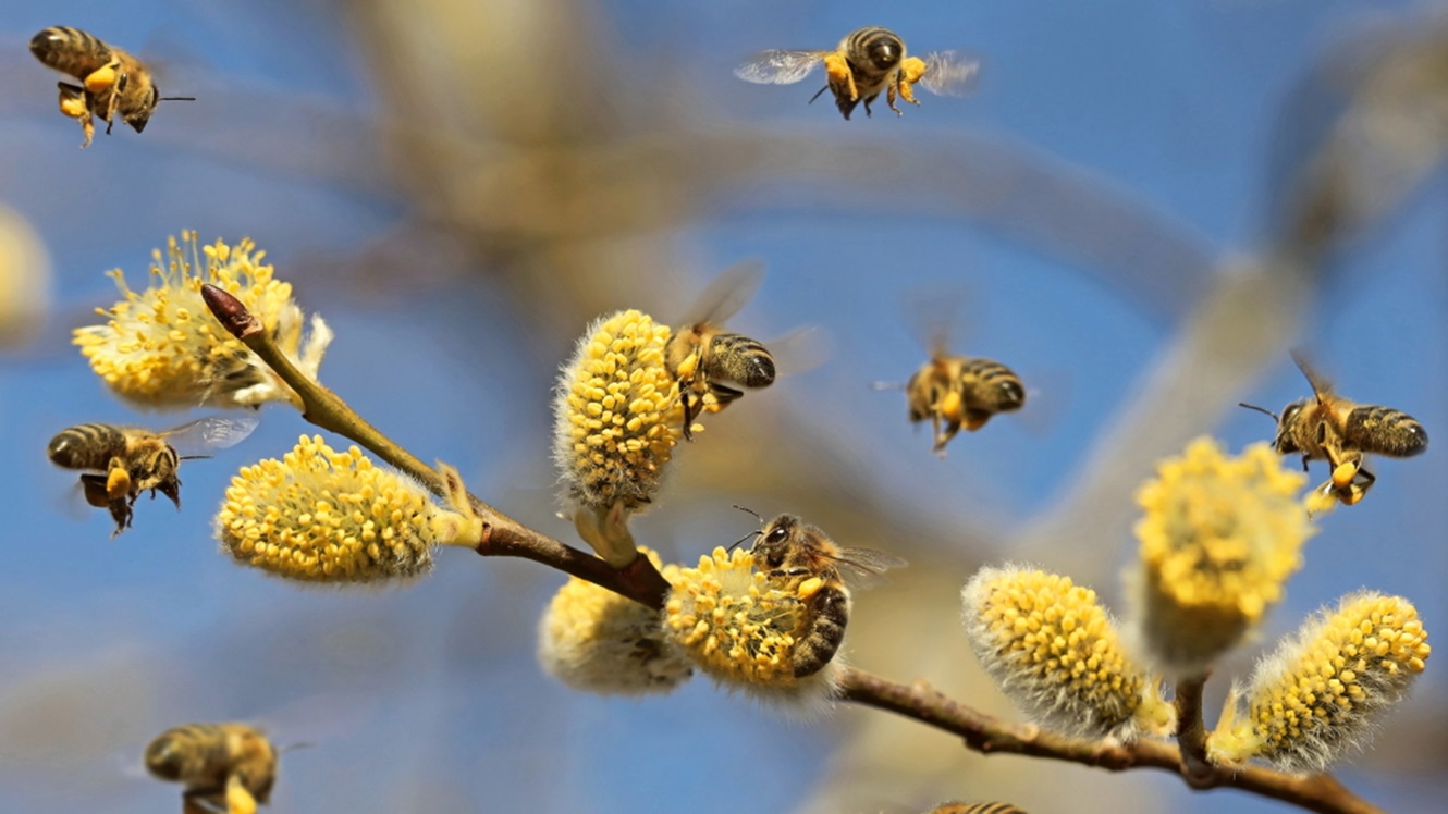 Tadej Pogačar - ambasador čebel in čebelam prijaznega sveta
