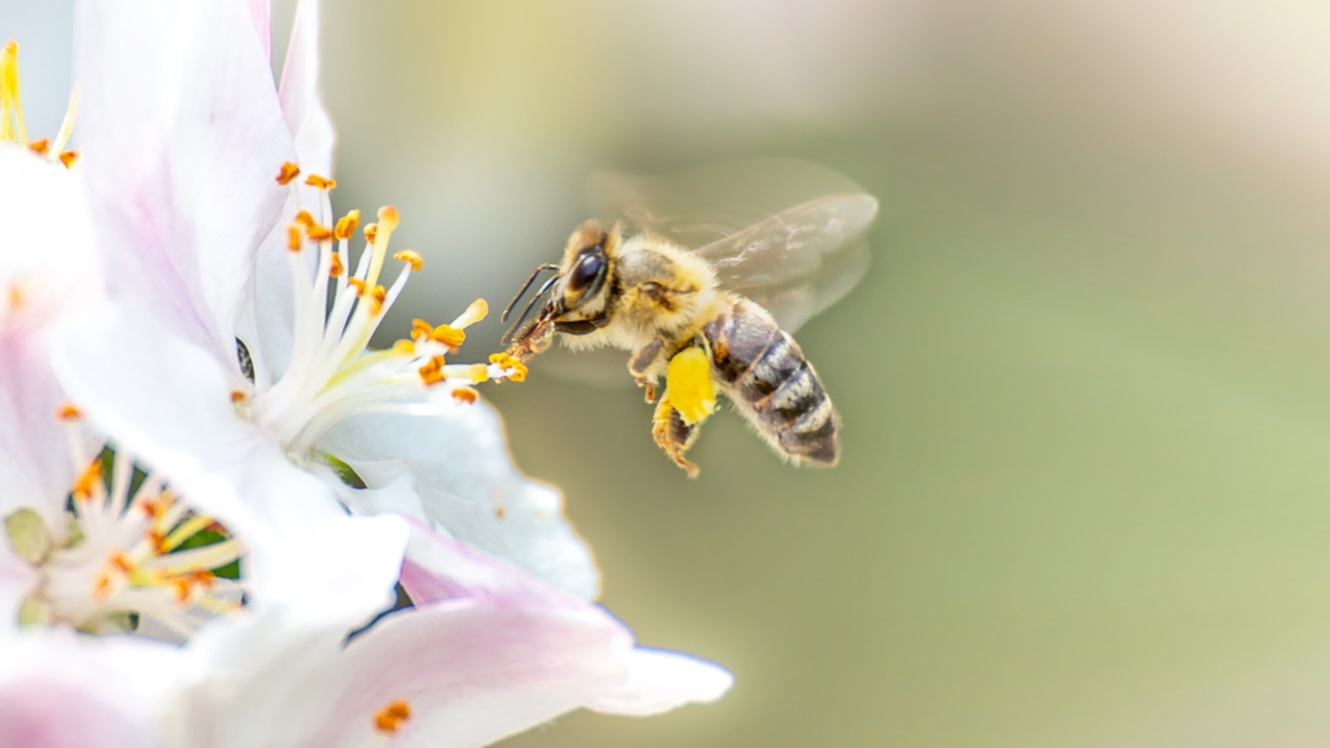 Kampanja s Tadejem Pogačarjem: Posadite virtualno drevo, da čebelam bo lepo!