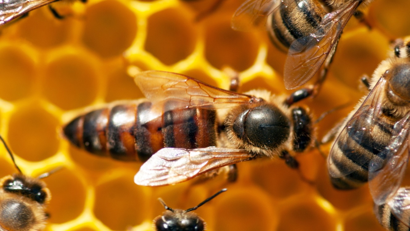Odkrijte: Čebelja matica, eno najosupljivejših bitij na planetu
