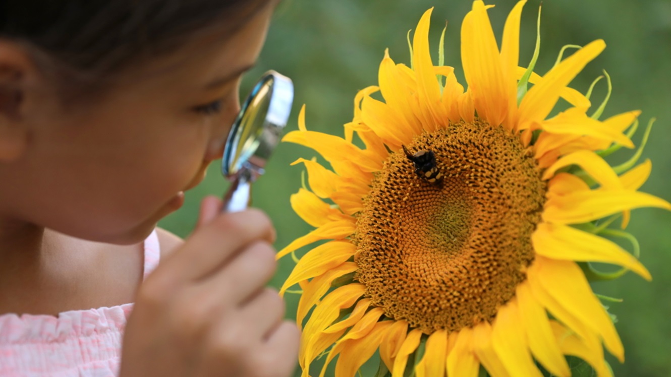 Svetovni dan čebel: 10 zanimivih dejstev o čebelah