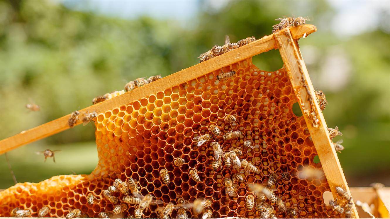 10 let urbanega čebelarstva v Cankarjevem domu - PRESTAVLJENO