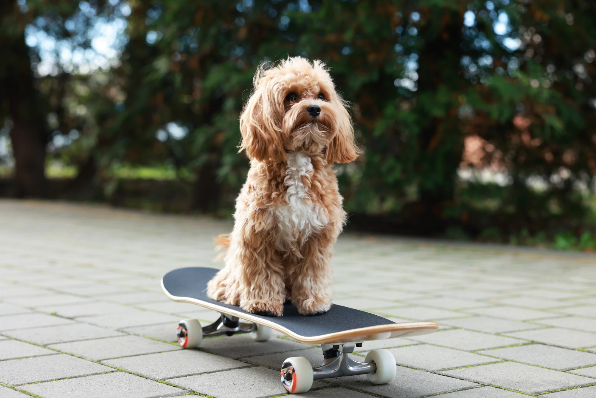 Mr pet