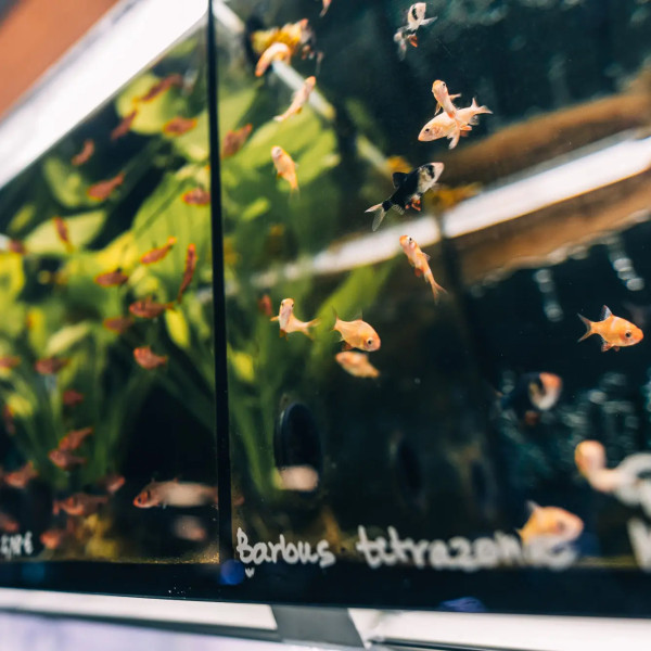 Fishbox 4