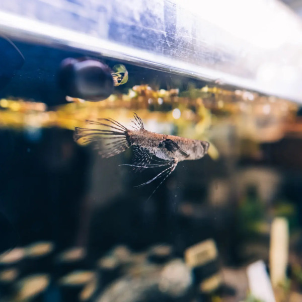 Fishbox 5