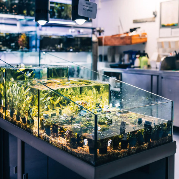 Fishbox 9