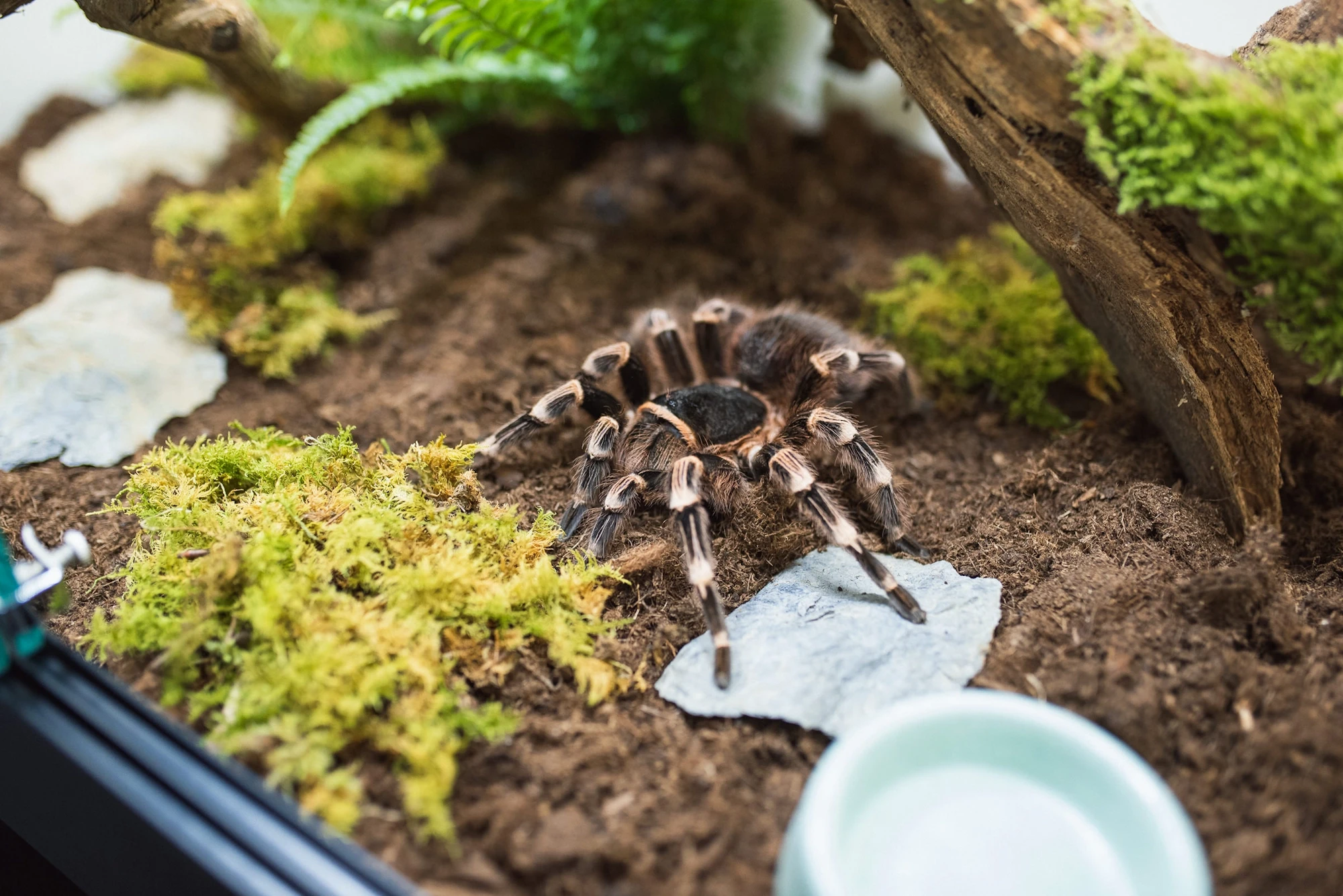 Razstava pajkov in škorpijonov sašo čotar 2020 (12)