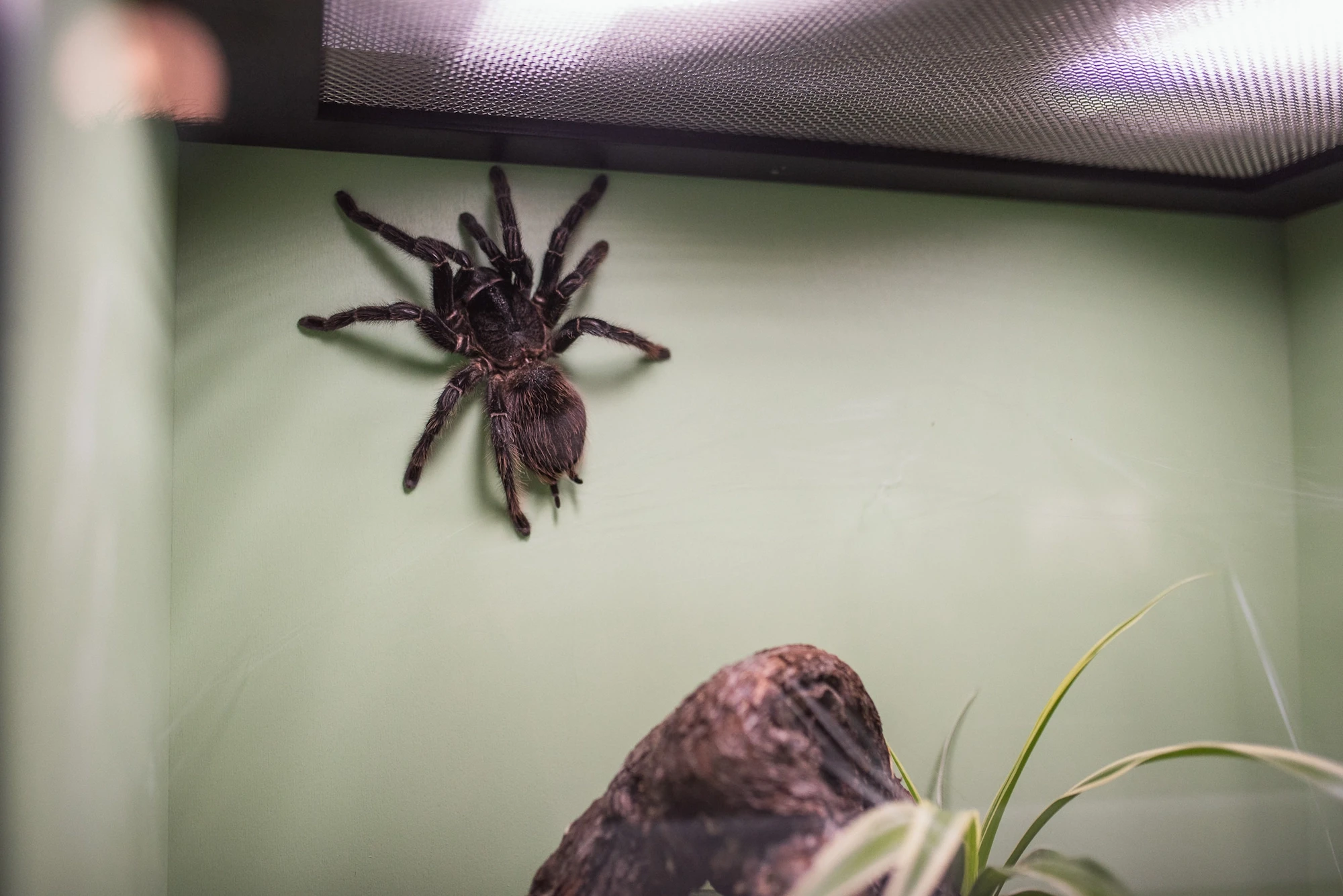 Razstava pajkov in škorpijonov sašo čotar 2020 (13)