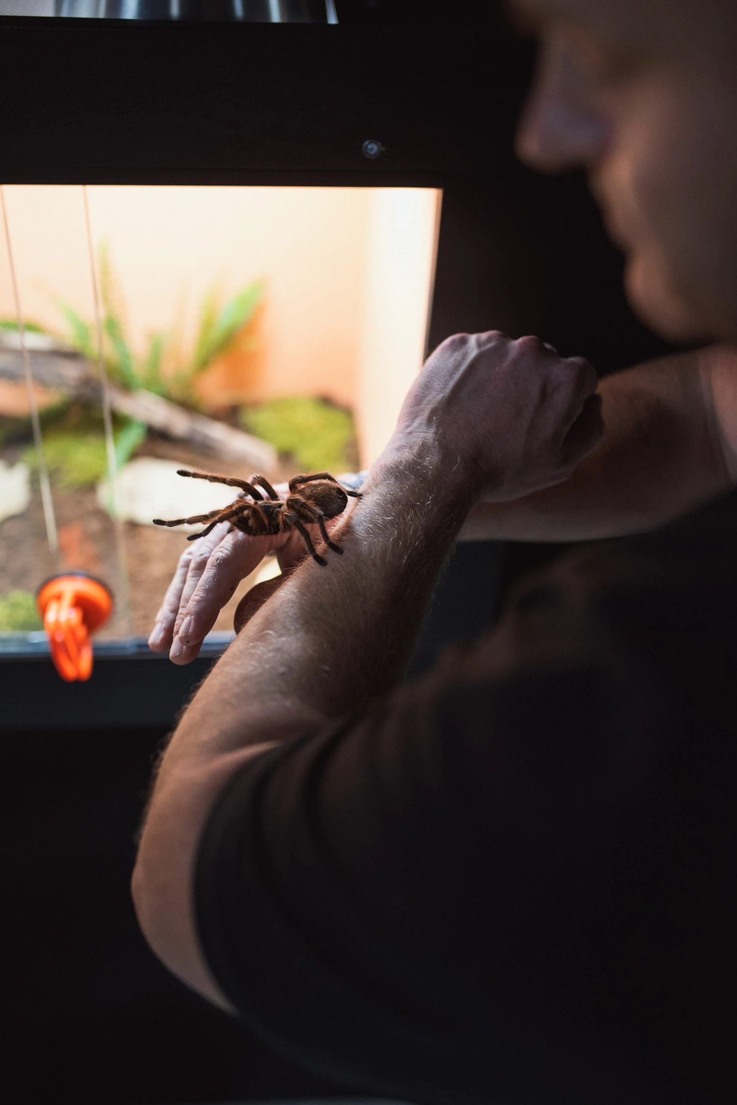 Razstava pajkov in škorpijonov sašo čotar 2020 (4)