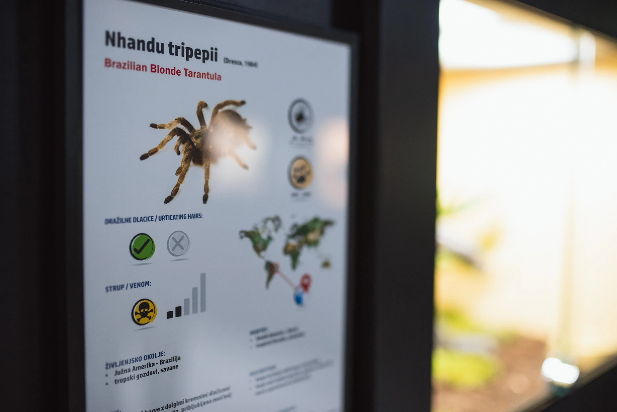 Razstava pajkov in škorpijonov sašo čotar 2020 (9)